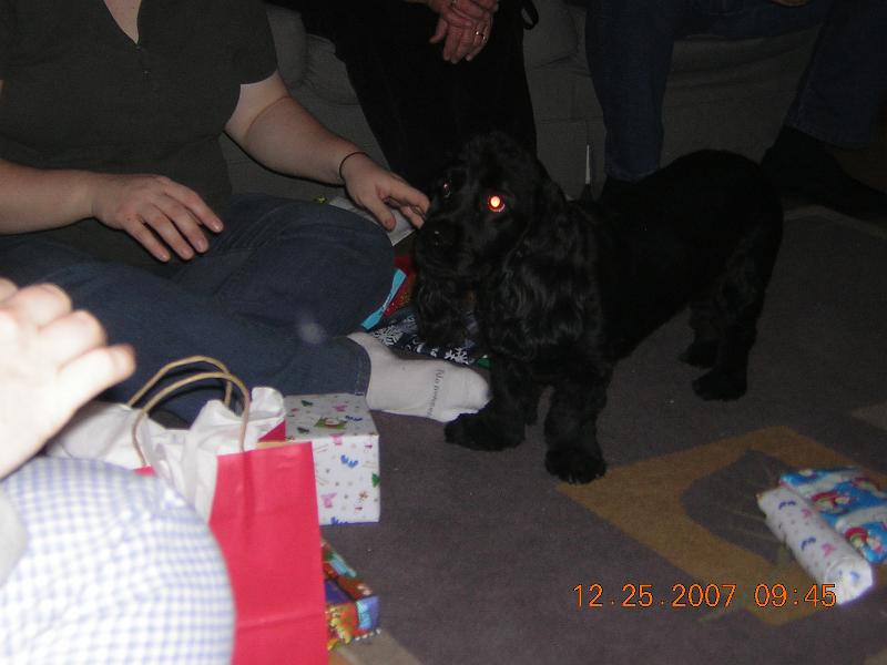 14 Bailey really wants some gifts.JPG